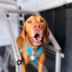 Zoomies Mobile Dog Gym