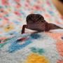 Photo of LLLReptile & Supply