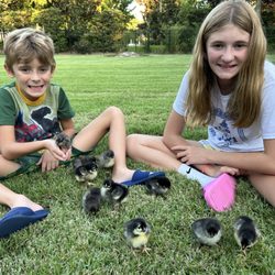 Gioia’s Poultry Farm