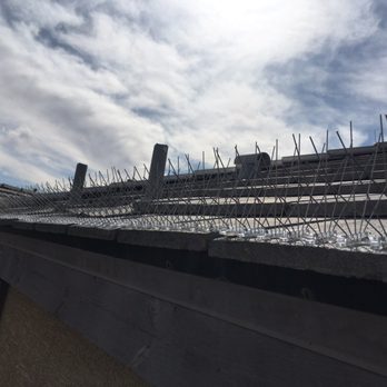 Pigeon Control Pros - Bird Spikes above 2nd. Story balcony. - Pest Control Near Me - Las Vegas, Nevada Pigeon Control Pros - Bird Spikes above 2nd. Story balcony. - Pest Control Near Me - Las Vegas, Nevada