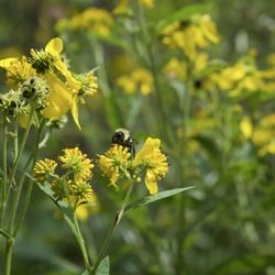 Highbanks Metro Park - Pollinator garden spaces
