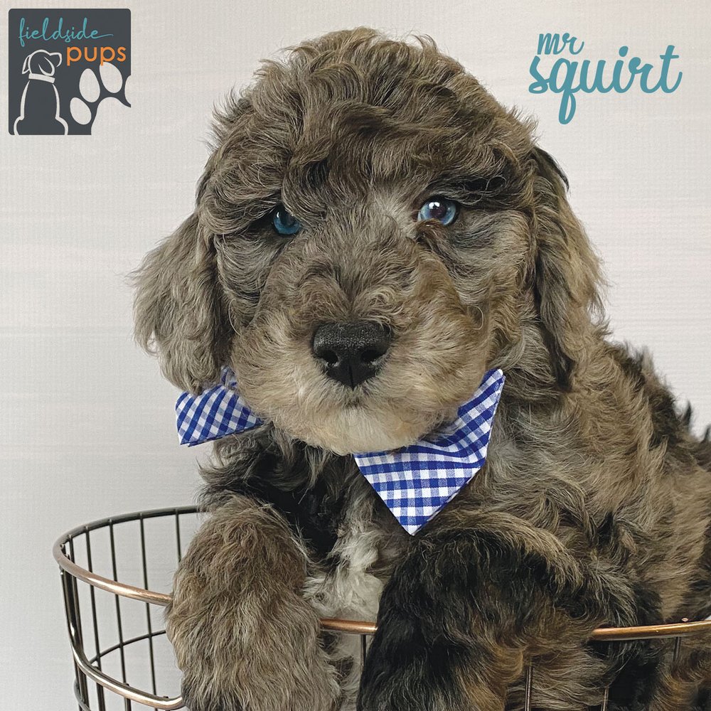 FIELDSIDE PUPS Updated July 2024 Request Information 3092 370th