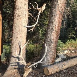 South Fork Mountain Lodge and Outfitters - Local area path along a stream
