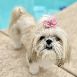 Paws R Us - COOKIE