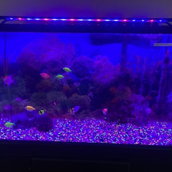 Aqua Biz - After cleaning - Aquarium Services Near Me - Sylmar, California Aqua Biz - After cleaning - Aquarium Services Near Me - Sylmar, California