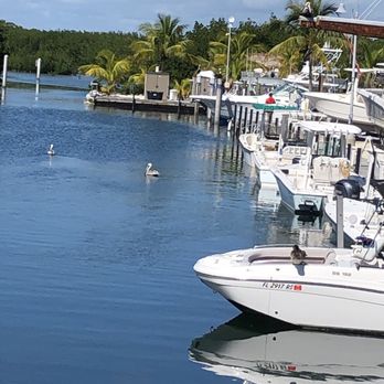 Square Grouper - Islamorada - View of Marina with a few of Pelicans. - Seafood Near Me - Islamorada, Florida Square Grouper - Islamorada - View of Marina with a few of Pelicans. - Seafood Near Me - Islamorada, Florida