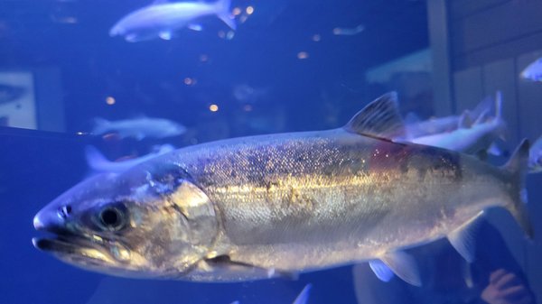 Alaska SeaLife Center by null
