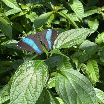 Cockrell Butterfly Center - Museums Near Me - Houston, Texas