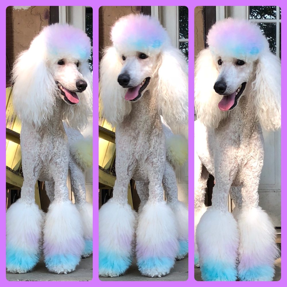 SHAMPOOCHIE’S DOG GROOMING Updated October 2024 15 Photos 709 W