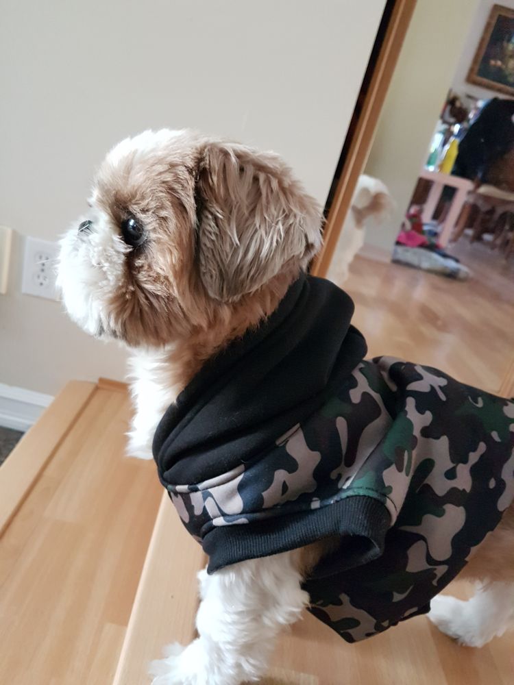 PORT MOODY DOG GROOMING Updated August 2024 3084 Spring Street, Port Moody, British Columbia