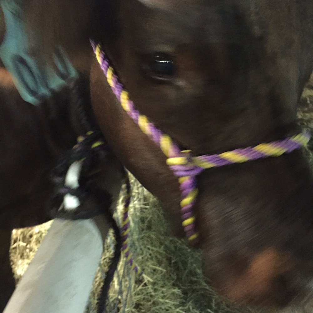 Brazoria County Fair RV Park - Soulful eyes - RV Parks Near Me - Angleton, Texas Brazoria County Fair RV Park - Soulful eyes - RV Parks Near Me - Angleton, Texas