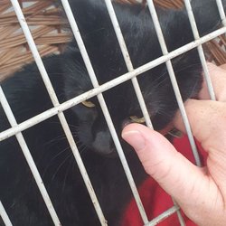 Vets4Pets Sunderland - Georgie's vaccinations today