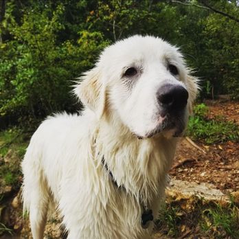 Red Bud Dog Park - Out of the water and given news it's time to go home. - Dog Parks Near Me - Austin, Texas Red Bud Dog Park - Out of the water and given news it's time to go home. - Dog Parks Near Me - Austin, Texas