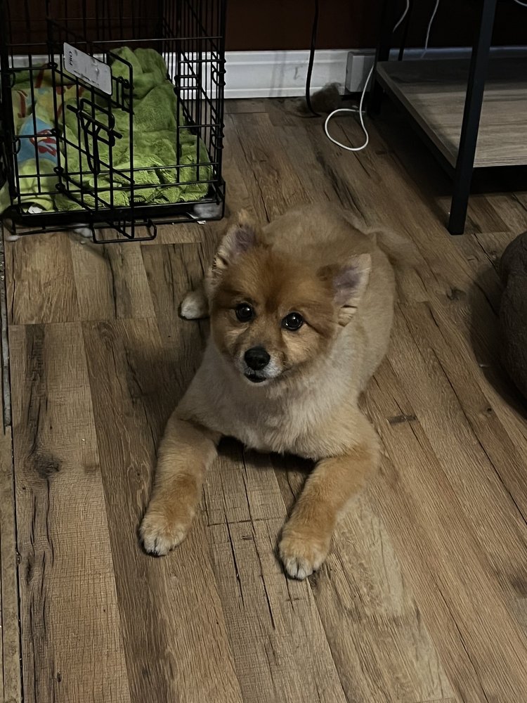 BUBBLES & BONES Updated August 2024 5255 Hill Ave, Toledo, Ohio Pet Groomers Phone