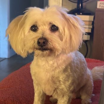 Pampered Pups Grooming - Angel - Pet Groomers Near Me - Highlands Ranch, Colorado Pampered Pups Grooming - Angel - Pet Groomers Near Me - Highlands Ranch, Colorado