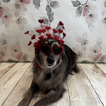 Creature Comforts Pet Care - we celebrate all the holidays even for the pups :)
pictures for valentines - Pet Boarding Near Me - New Concord, Ohio Creature Comforts Pet Care - we celebrate all the holidays even for the pups :)
pictures for valentines - Pet Boarding Near Me - New Concord, Ohio