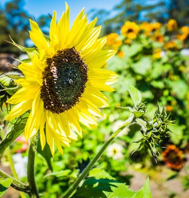 Greenhearts Family Farm Online Farmers Market by null