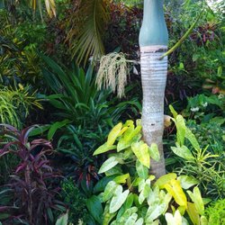 Jesse Durko's Nursery - Philodendron 'Painted Lady ' climbing onto a Spindle Palm