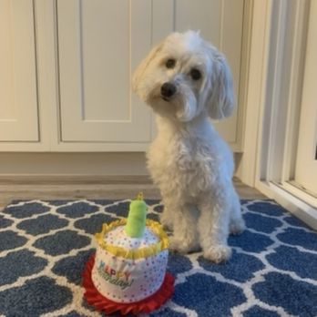 Beachside Pet Sitting 321 - Pet Sitting Near Me Beachside Pet Sitting 321 - Pet Sitting Near Me