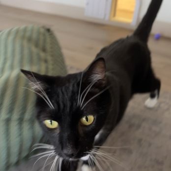 HUNTER’S KITTEN LOUNGE - Updated March 2025 - 70 Photos - 5319 E