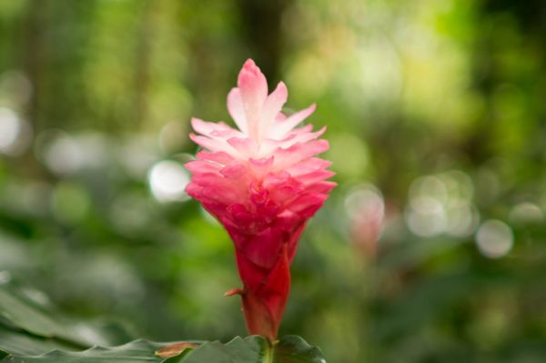 Hawai‘i Tropical Botanical Garden by null