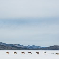 Mahoosuc Guide Service - Dogsledding on Umbagog Lake