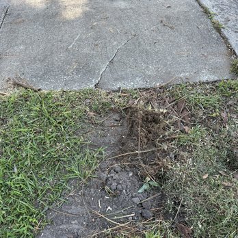 Greater Bay Area Tree & Arborist Services - Torn up lawn - Tree Services Near Me - Seminole, Florida Greater Bay Area Tree & Arborist Services - Torn up lawn - Tree Services Near Me - Seminole, Florida