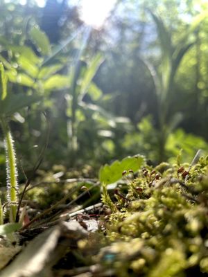 Bird Hills Nature Area by null