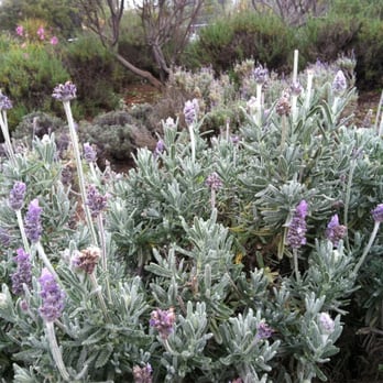 Ali'i Kula Lavender - Not much lavender when I went 3/23/13 - Tours Near Me - Kula, Hawaii Ali'i Kula Lavender - Not much lavender when I went 3/23/13 - Tours Near Me - Kula, Hawaii