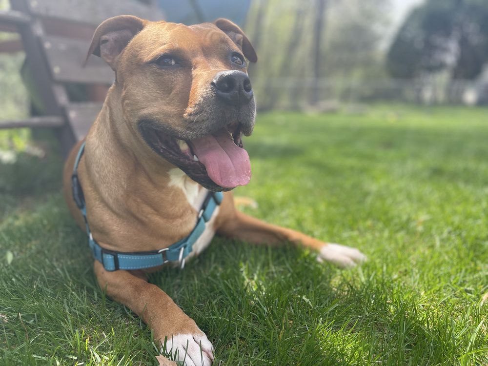 Wilson Pet Sitting - pet boarding facility in Menomonee Falls, WI
