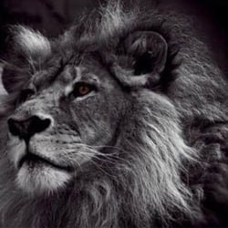 Lion's Den Studio DFW