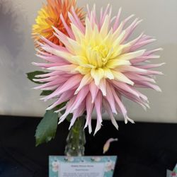 San Luis Obispo United Methodist Church - Single Dahlia