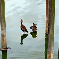 Edinburg Scenic Wetlands