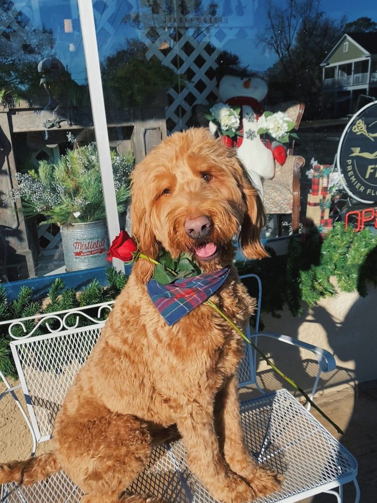 PAT’S FLORIST AND GOURMET BASKETS Updated September 2024 163 Photos & 16 Reviews 1010