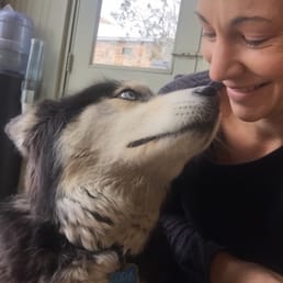 Meet the shop dog Koda