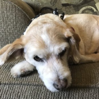 The Pup Stop - His face is nice and clean. - Pet Groomers Near Me - San Antonio, Texas The Pup Stop - His face is nice and clean. - Pet Groomers Near Me - San Antonio, Texas