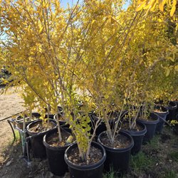 HI Desert Plant Nursery