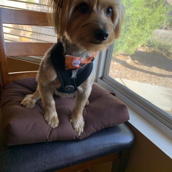Prancin' Paws Pet Spaw - Pet Groomers Near Me - Tucson, Arizona