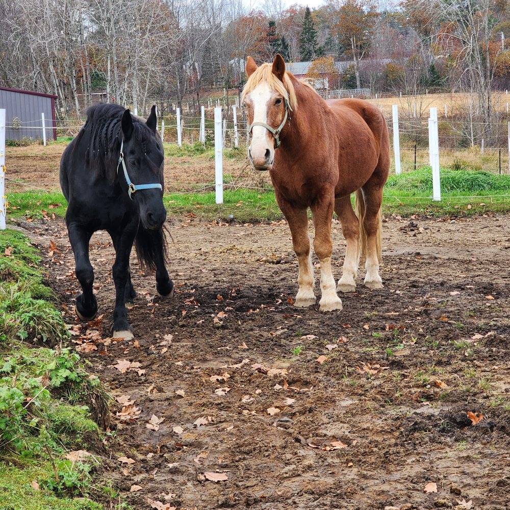 RiverView Farm - Horse Boarding Near Me - Lisbon, Maine