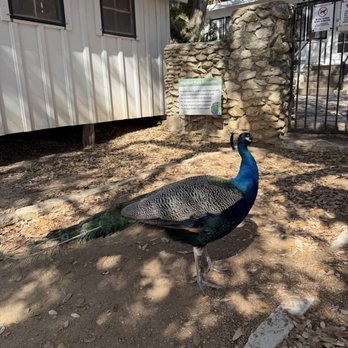 Mayfield Park - Parks Near Me - Austin, Texas Mayfield Park - Parks Near Me - Austin, Texas