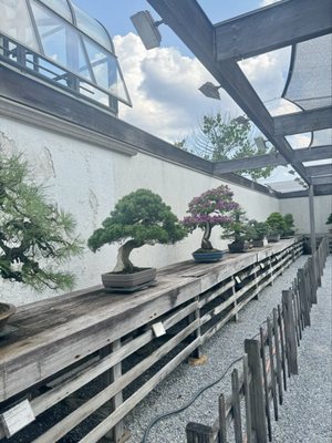 National Bonsai & Penjing Museum by null