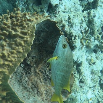 Captain Hook's Looe Key Reef Adventures & Strike Zone Charters - Scuba Diving Near Me - Big Pine Key, Florida