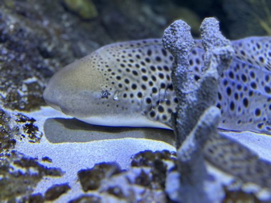SEA LIFE Orlando Aquarium by null