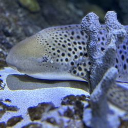 Sea Life - Fish