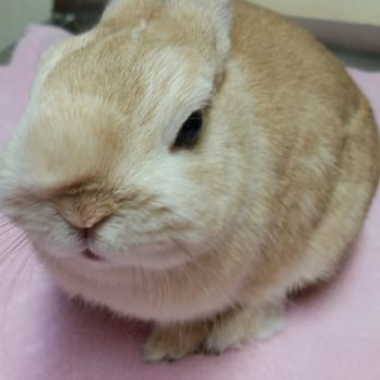 Chabot Veterinary Clinic - Cookie had a large abscess in her cheek :( - Veterinarians Near Me - Hayward, California