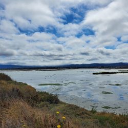 Dumbarton Bridge Vista Point and Trail - Views along trail