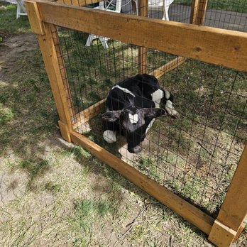 Twisted H Farm Mobile Petting Farm - Attraction Farms Near Me - McLean, Illinois Twisted H Farm Mobile Petting Farm - Attraction Farms Near Me - McLean, Illinois