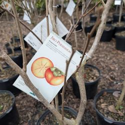 American Plant - Bethesda - Jiro Persimmon trees!