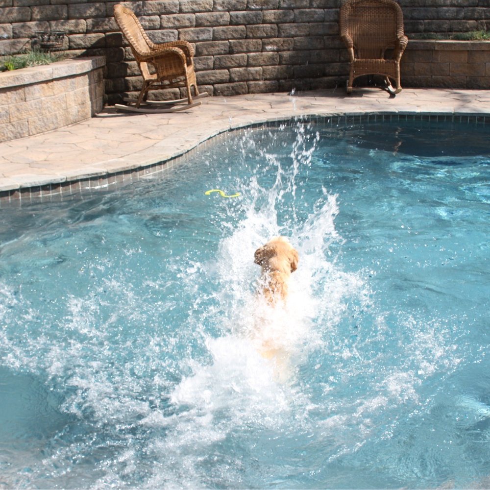 Pet Paradise Wilmington - Splash splash splash my girl! - Pet Training Near Me - Wilmington, North Carolina Pet Paradise Wilmington - Splash splash splash my girl! - Pet Training Near Me - Wilmington, North Carolina