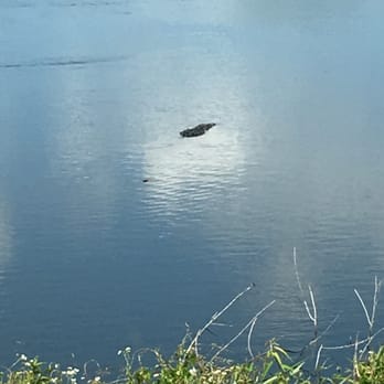 Waffle House - Alligator outside the restaurant! - Breakfast & Brunch Near Me - Ellenton, Florida Waffle House - Alligator outside the restaurant! - Breakfast & Brunch Near Me - Ellenton, Florida